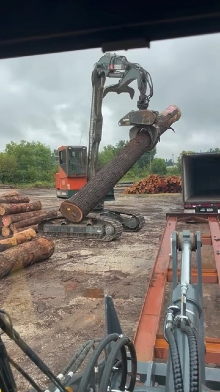 Black walnut veneer logs