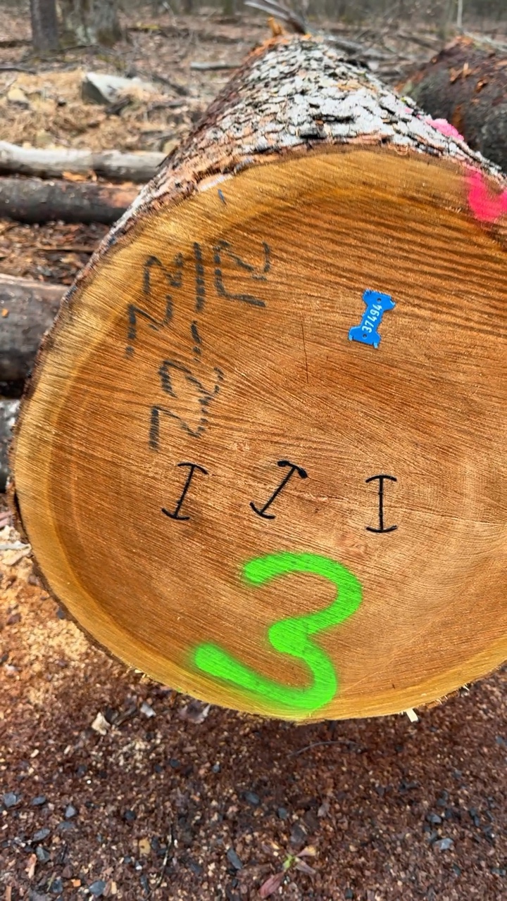 Cherry veneer log end face with green grading marks in a hardwood yard