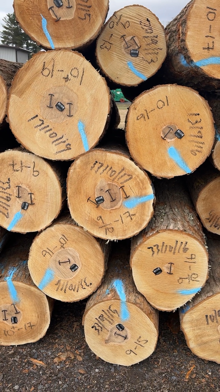 Hard maple veneer log ends with grading marks