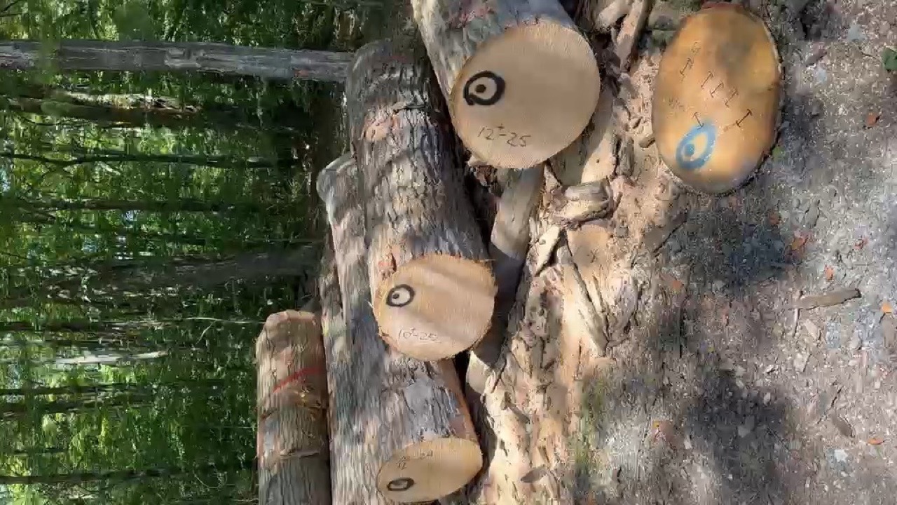 Red oak veneer logs