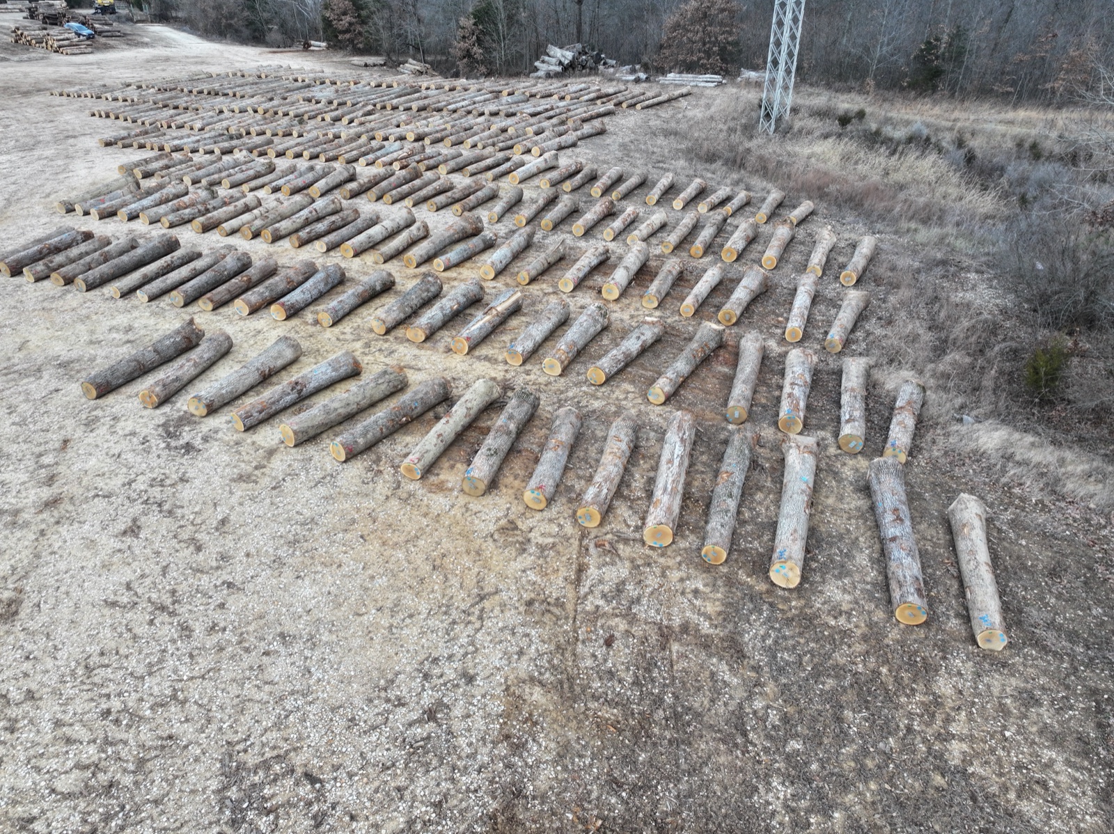 Saw logs at U.S. yard 美国锯切原木堆场