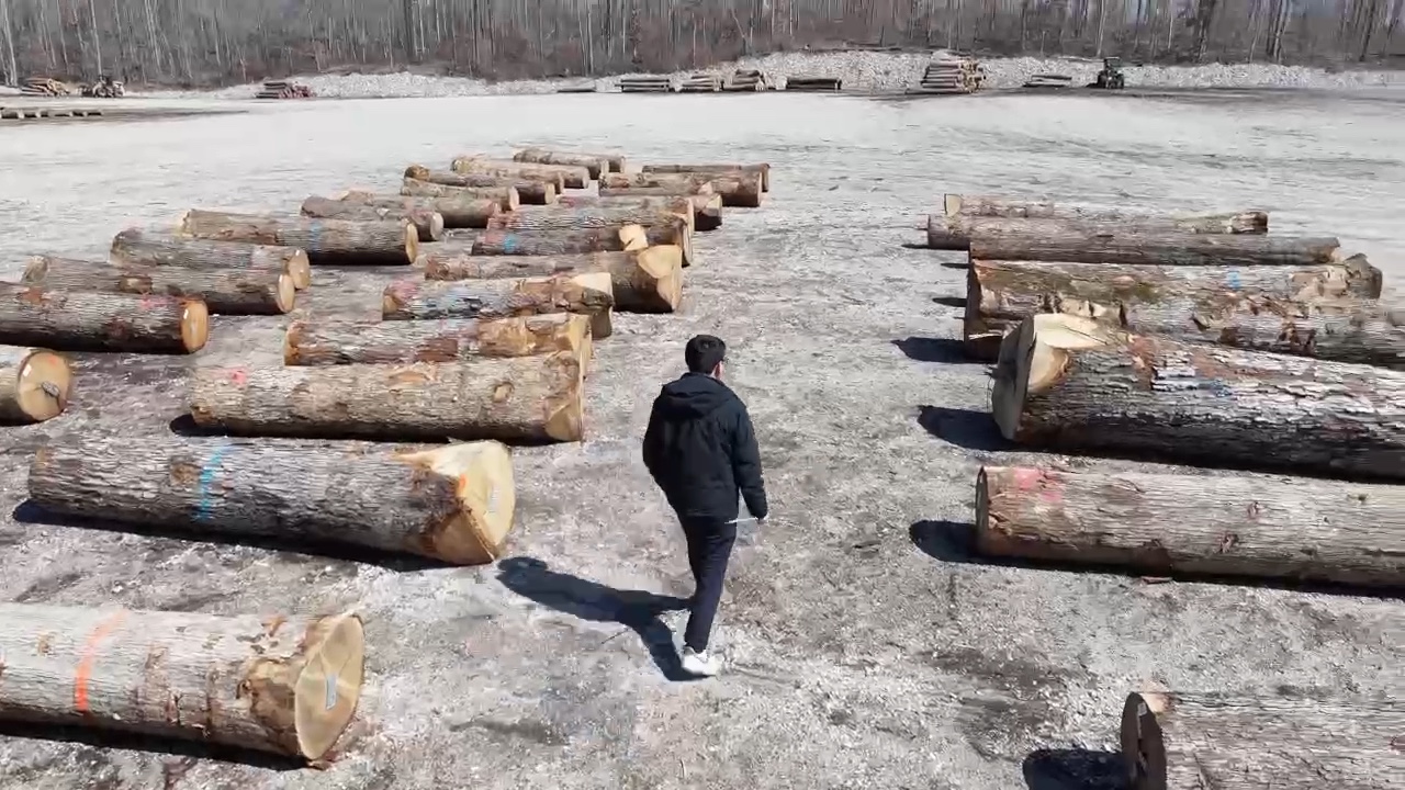 White oak logs inspected at the yard